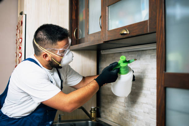 Best Rat Extermination Near Me  in Phoenix, IL