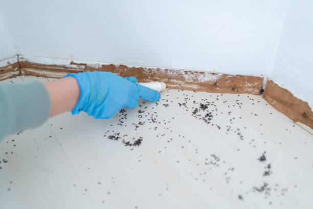 Best Local Pest Control Services  in Phoenix, IL